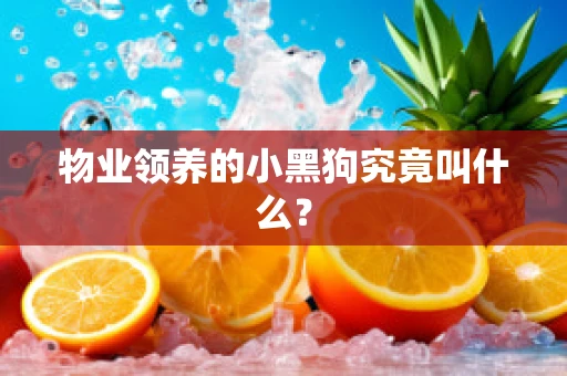 物业领养的小黑狗究竟叫什么？